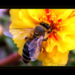 ~~~Absolutely Beeutiful~~~