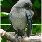 Scrub Jay Moment