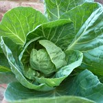 Cabbage