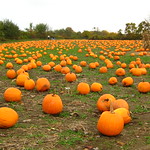 Pumpkins!