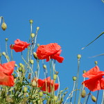 poppy time