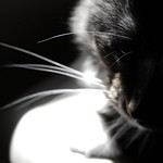 103:365 I was tagged!