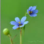 Blue Eyed Grass