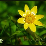 Ranunculus.. (Botton d'oro)