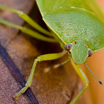 Green Stinkbug, Soldier Bug