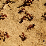 Ants
