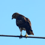 Immature Red Tail Hawk