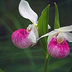 Wild Orchid 005 copys