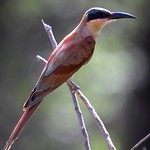 Southern Carmine Bee-eater (Merops nubicoides)