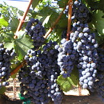Cab grapes ready for harvest