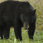 GRRR!! Another bear jam . . .