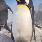 Penguins