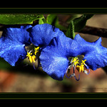 ~~~Double the Beauty Blue's~~~