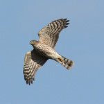 Sharp-shinned Hawk, Juvenile