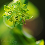 The Eternal Breath of Nature's Magic