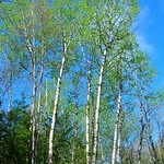 Spring birches 2