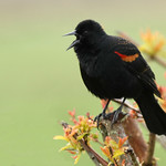Blackbird Song