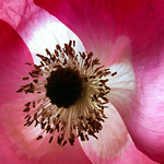 Pink Poppy