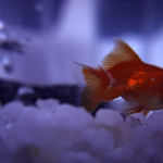 fishtail [fish tale]