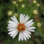 Beautiful White Flower...