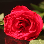 Sunday Flowers 3-29 144