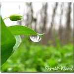 Pure Freshness... (Explored)