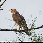 Bonelli's Eagle