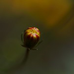 centre attraction...!!!