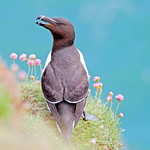 Razorbill