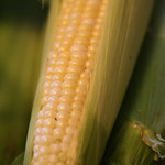 First CORN