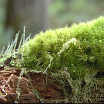 Headwaters Forest Reserve