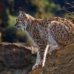 Lince - Lynx - Explore