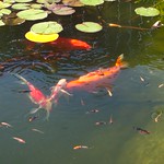 Koi Pond