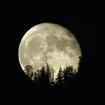 Rising Moon in Foresta