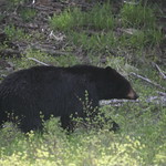 Black Bear