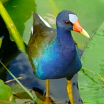 American Purple Gallinule