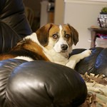 Sadie , my Friend and Companion, Rescue Dog