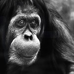 Visita ao Zool&oacute;gico de S&atilde;o Paulo, Brasil - Visit the Zoo Sao Paulo, Brazil - Orangotango-de-born&eacute;u (Pongo pygmaeus)