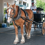 Belgian Draft Horse and Wagon Ride 1