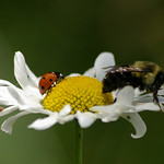 Bee-ware of the Lady!!!