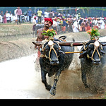 Mulki Kambala