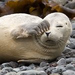 Seal