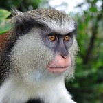 Mona Monkey, Grenada