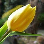 An Easter Tulip