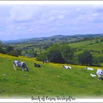 Lazing on a sunny afternoon...