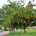 Lanterneira (Lophanthera lactescens)