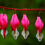 Bleeding Heart