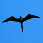 Galapagos Islands-598