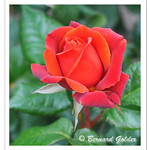 Rose - Hot Chocolate