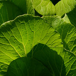 Pak Choi